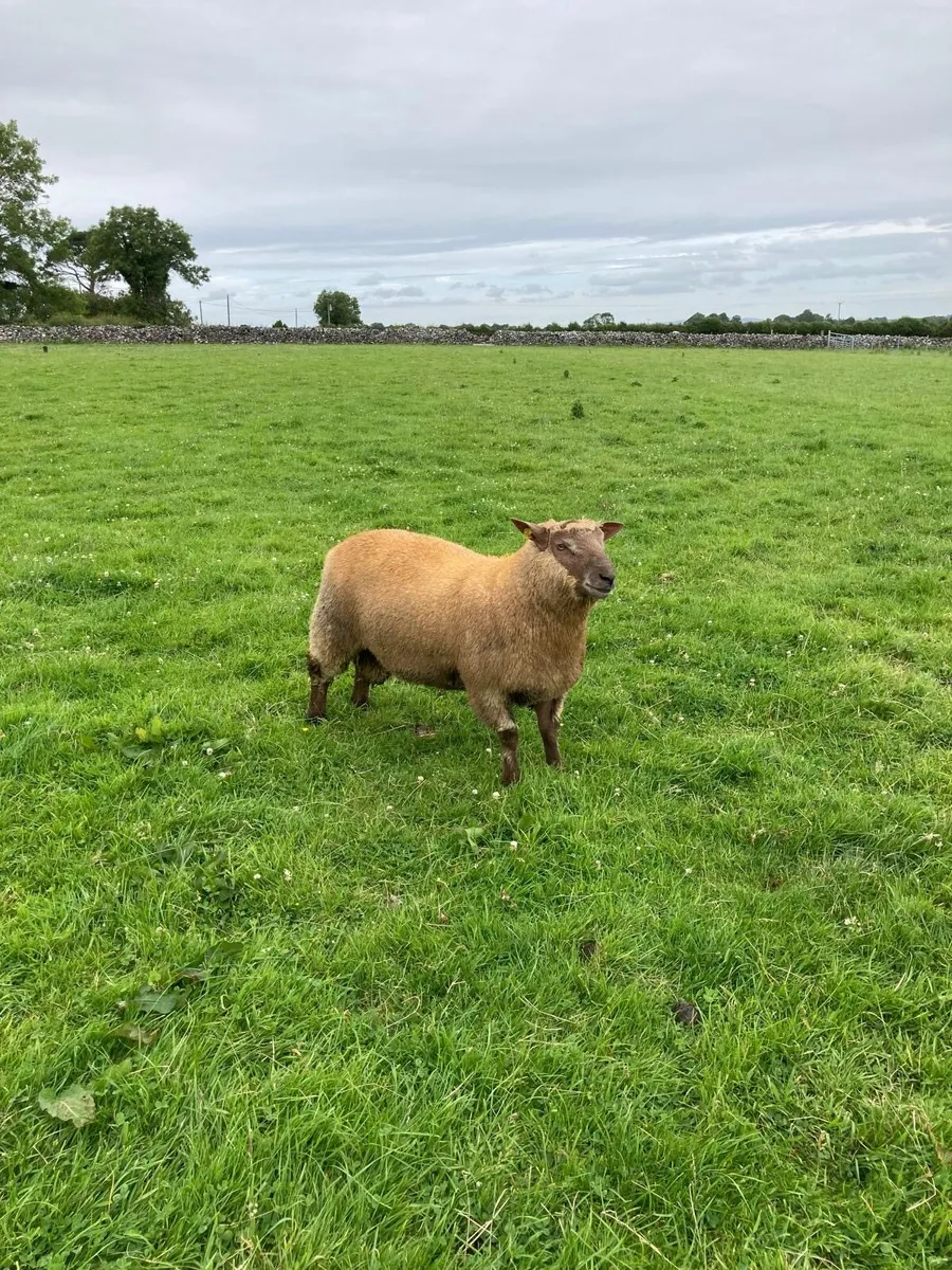 Pedigree registered Vendeen ram lambs - Image 4