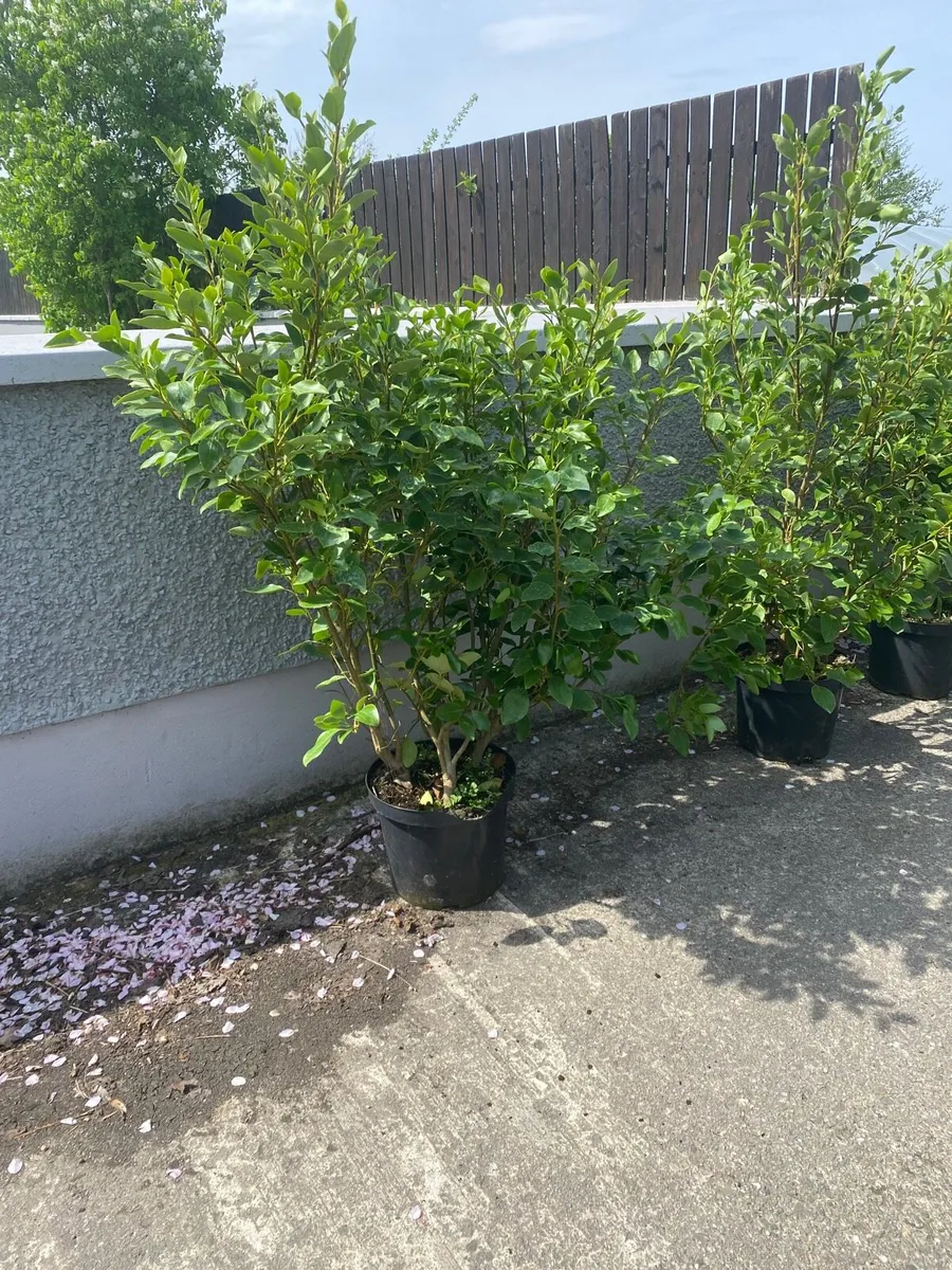 Mature Griselinia Hedging - Image 2