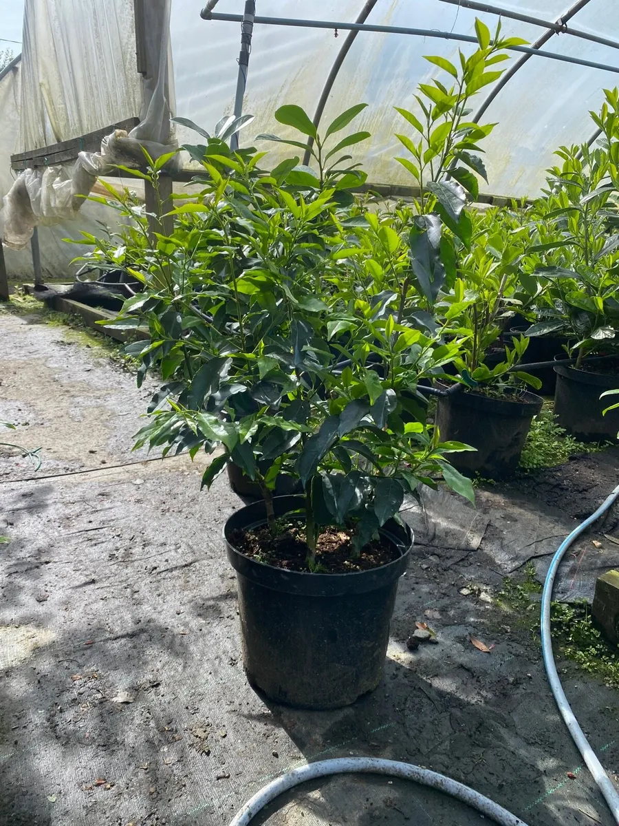 Portuguese Laurel Hedging - Image 1