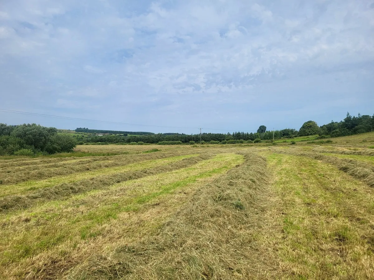 Hay - Image 2