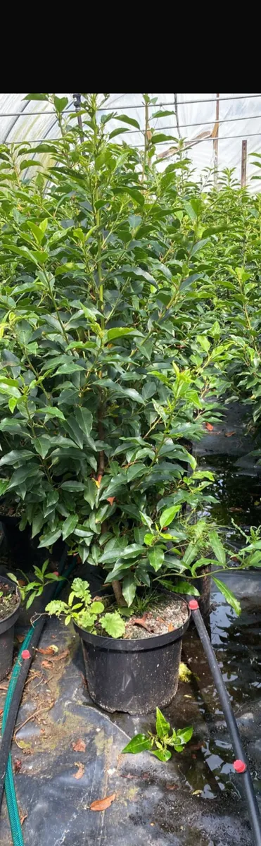 Portuguese Laurel Hedging - Image 2