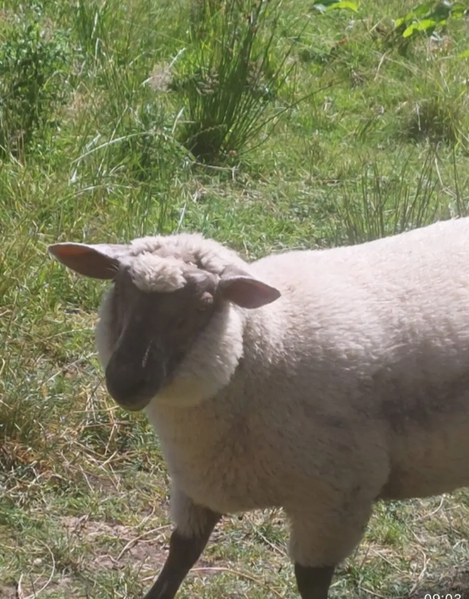 7 Hampshire rams - Image 1