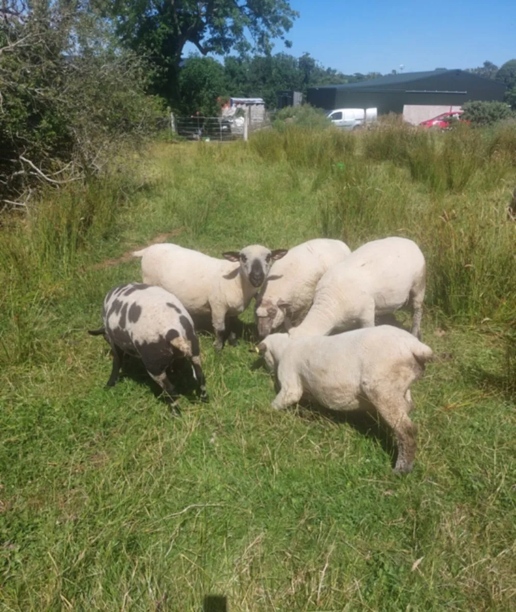7 Hampshire rams - Image 2