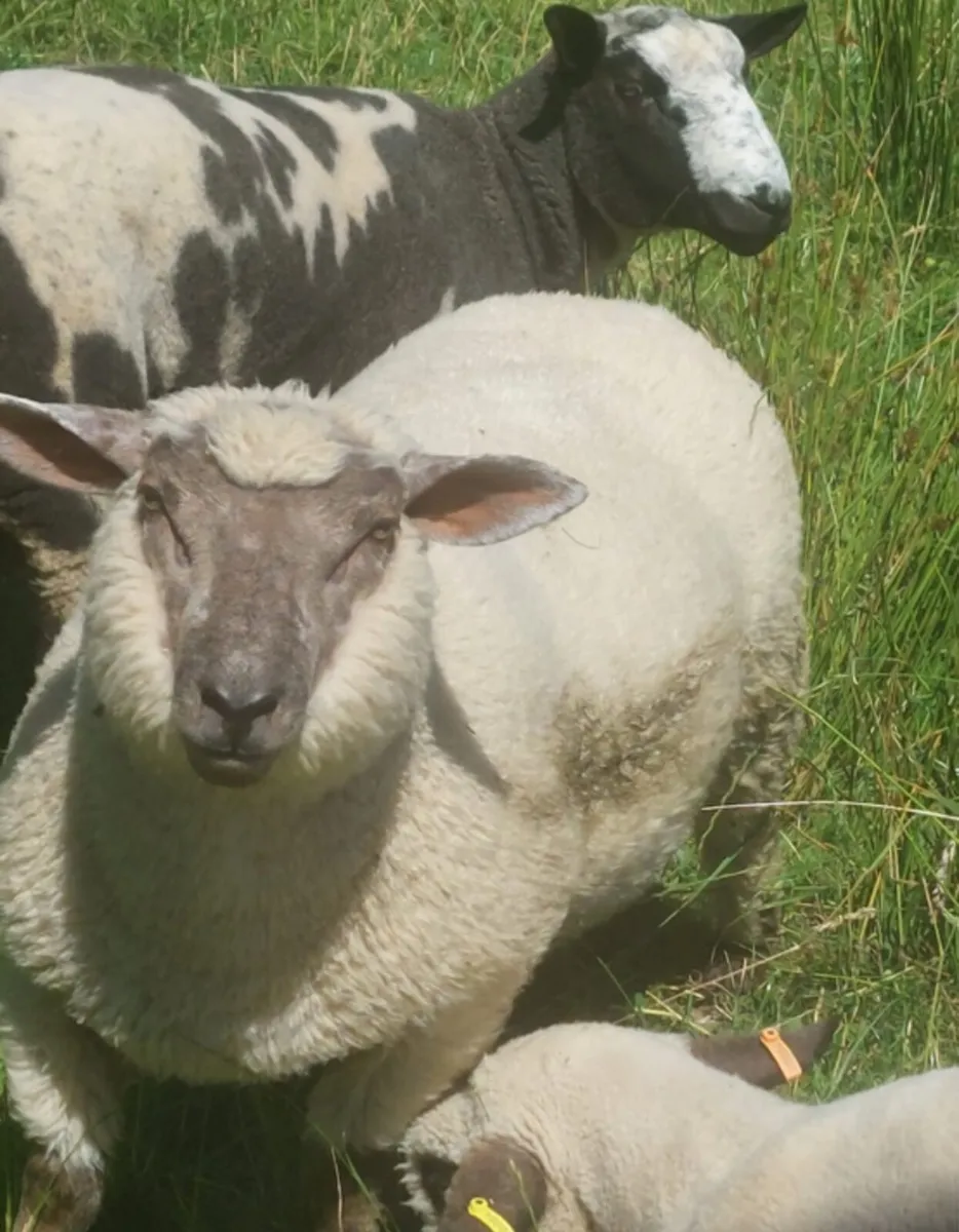 7 Hampshire rams - Image 3