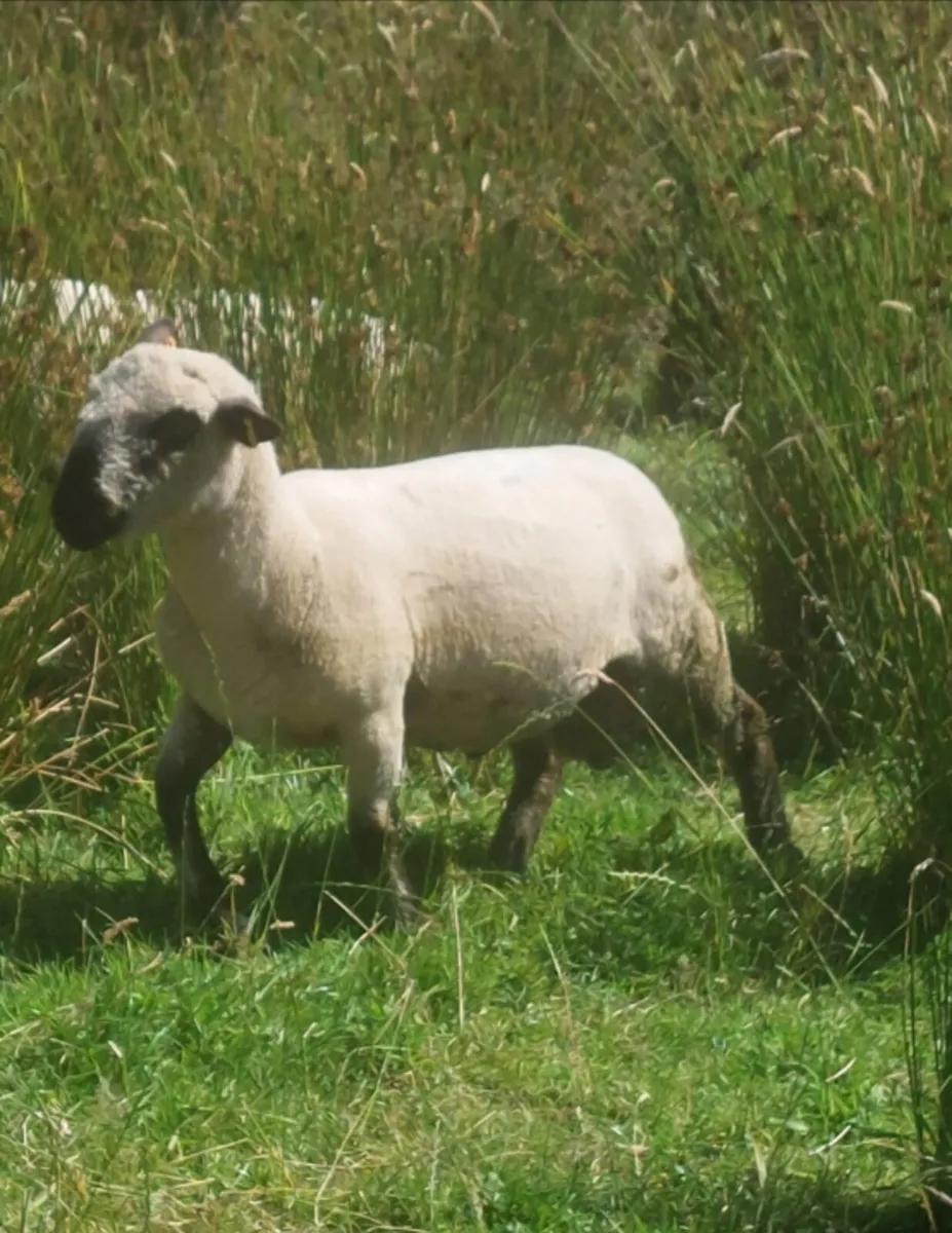 7 Hampshire rams - Image 4