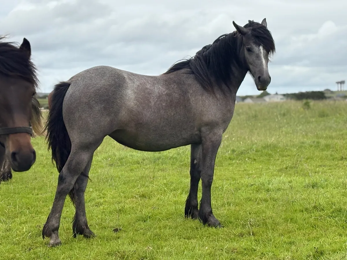 Yearling Connemara x cob - Image 1