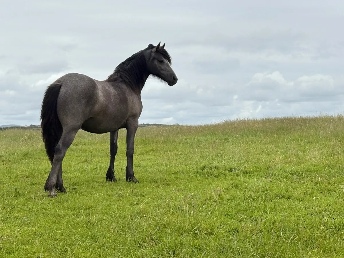 Yearling Connemara x cob - Image 2