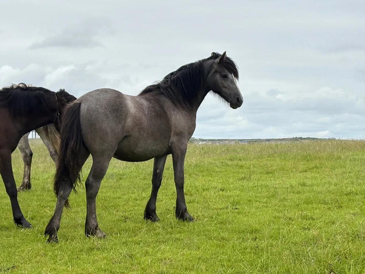 Yearling Connemara x cob - Image 3