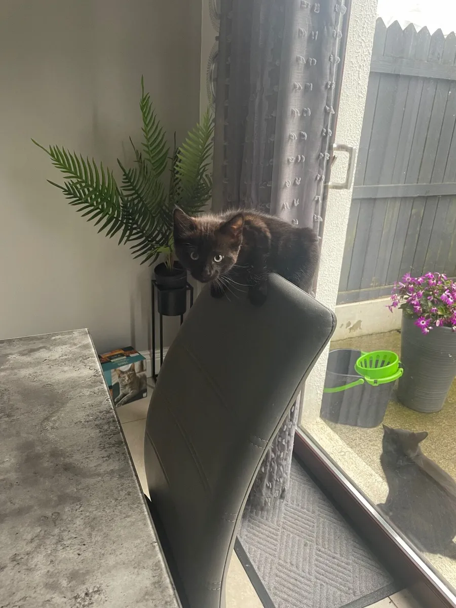 Black kitten - Image 1