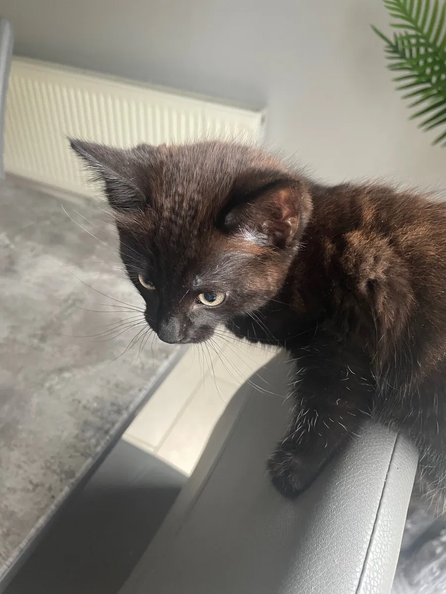 Black kitten - Image 2
