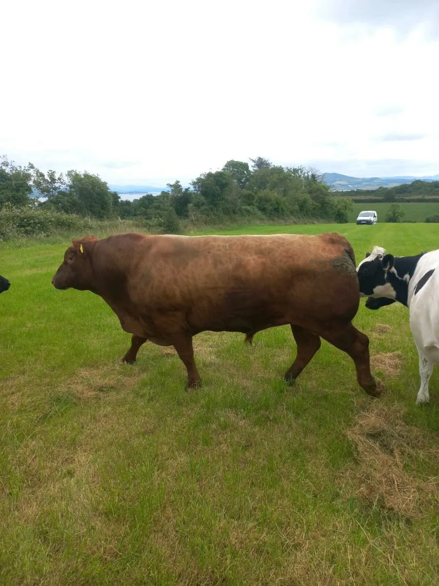 Pedigree AA bull - Image 1