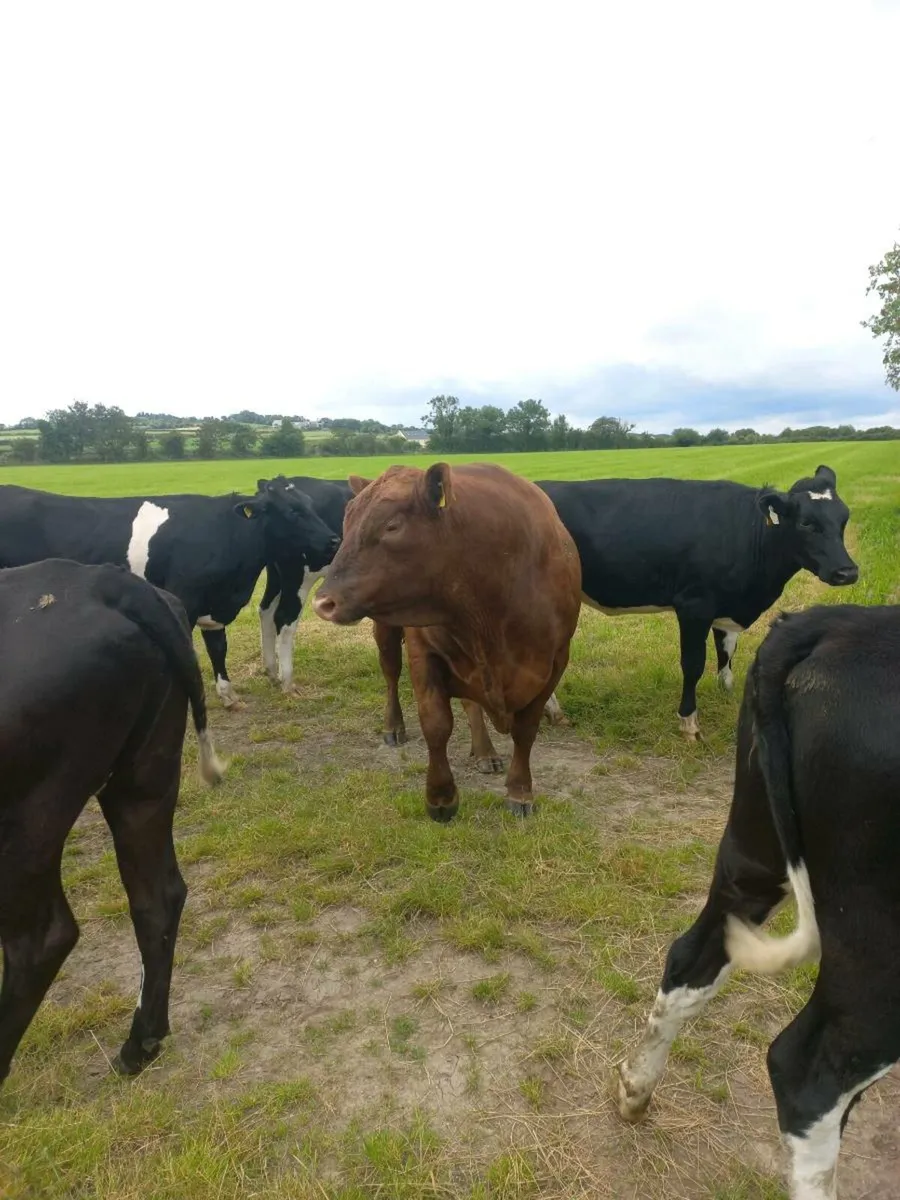 Pedigree AA bull - Image 2