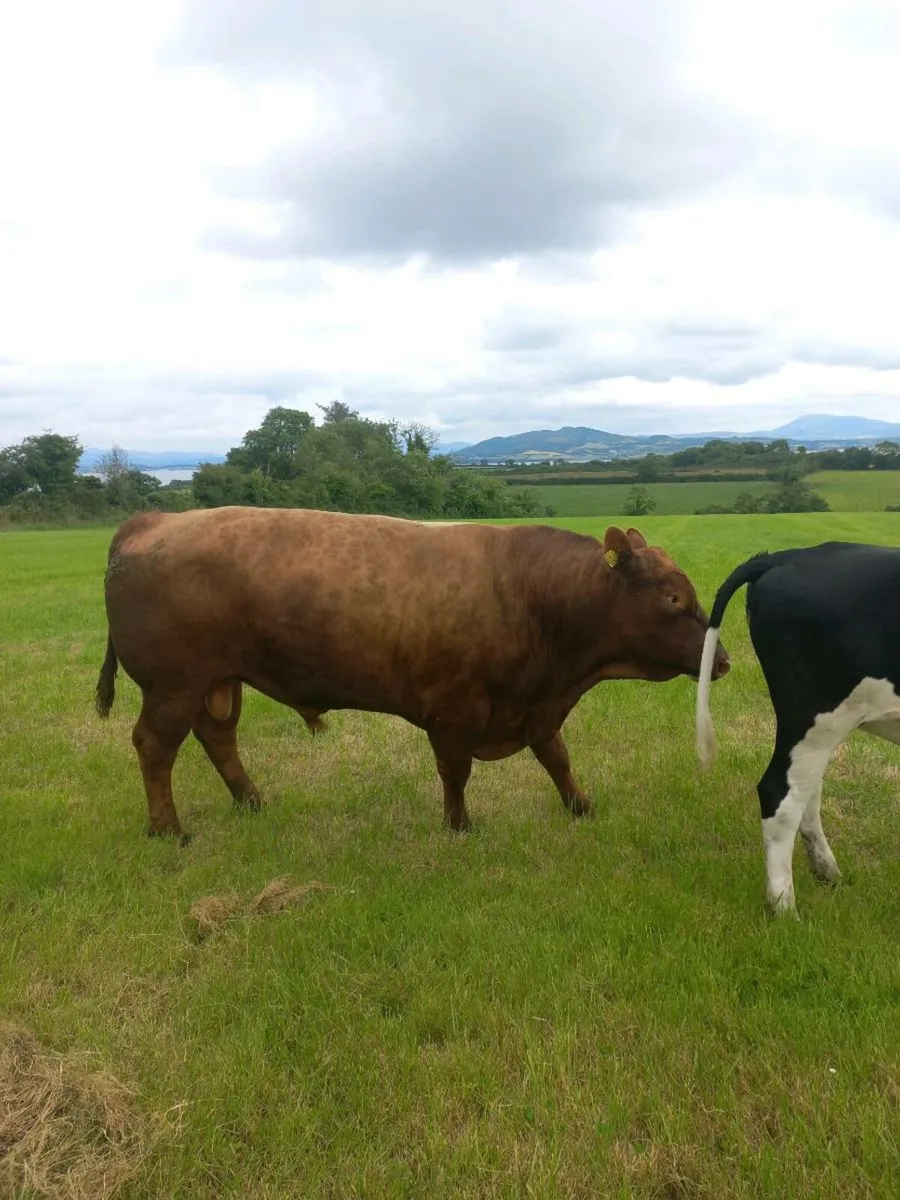 Pedigree AA bull - Image 3