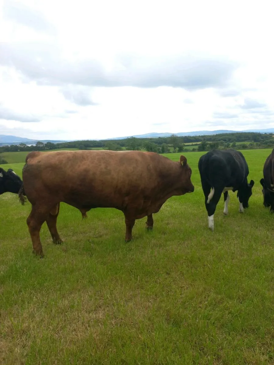 Pedigree AA bull - Image 4