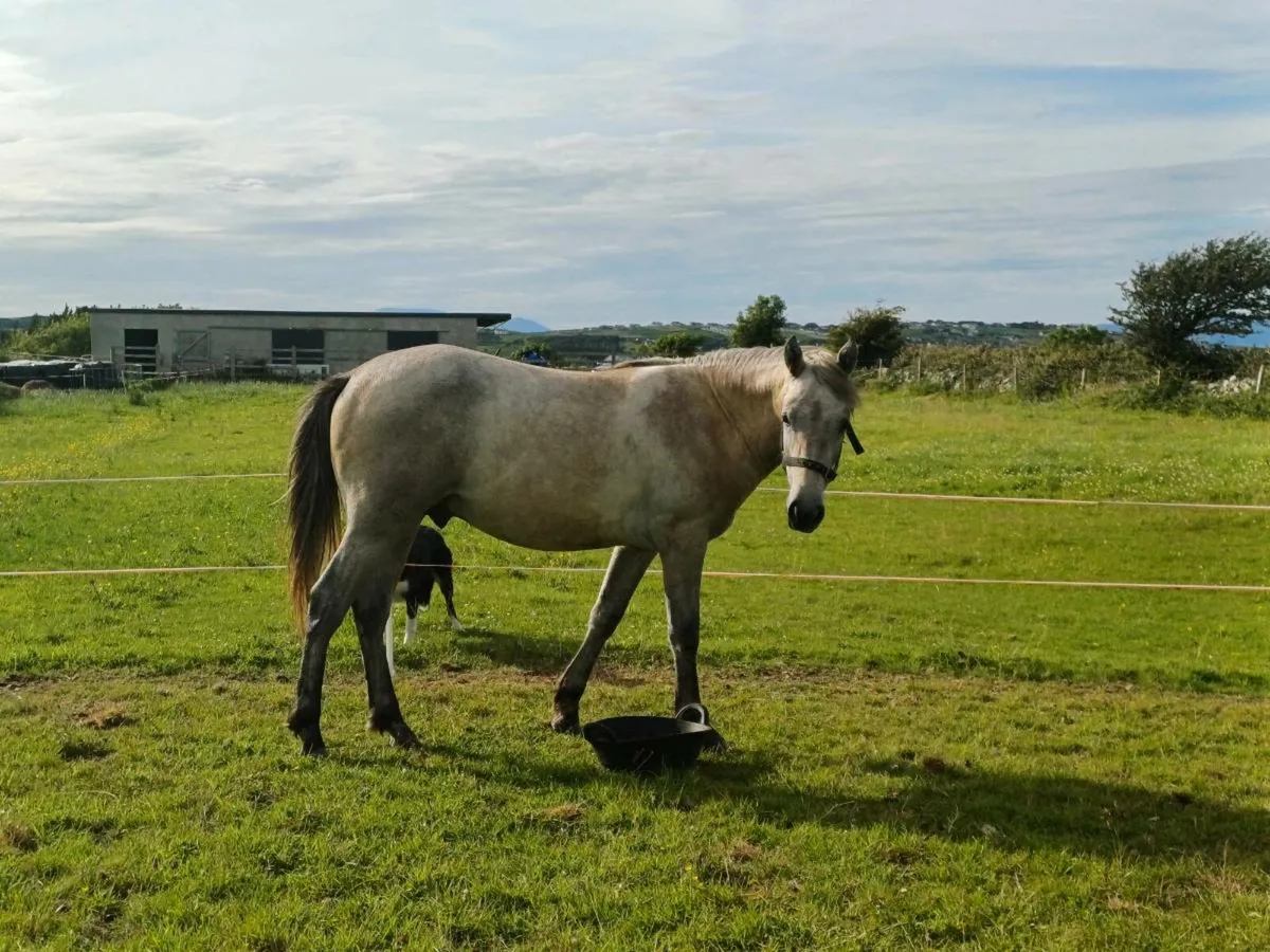 Connemara colt - Image 3