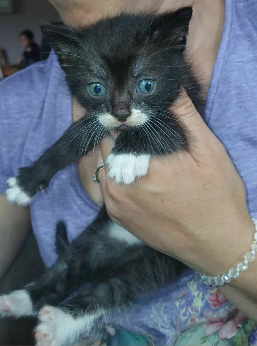 Playful kitten - Image 1