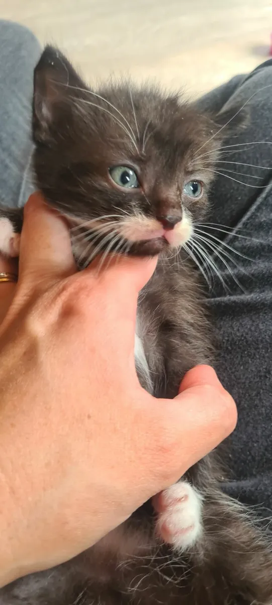 Playful kitten - Image 2
