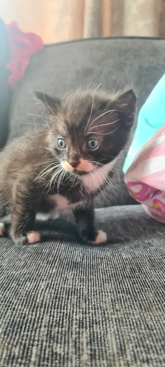 Playful kitten - Image 3