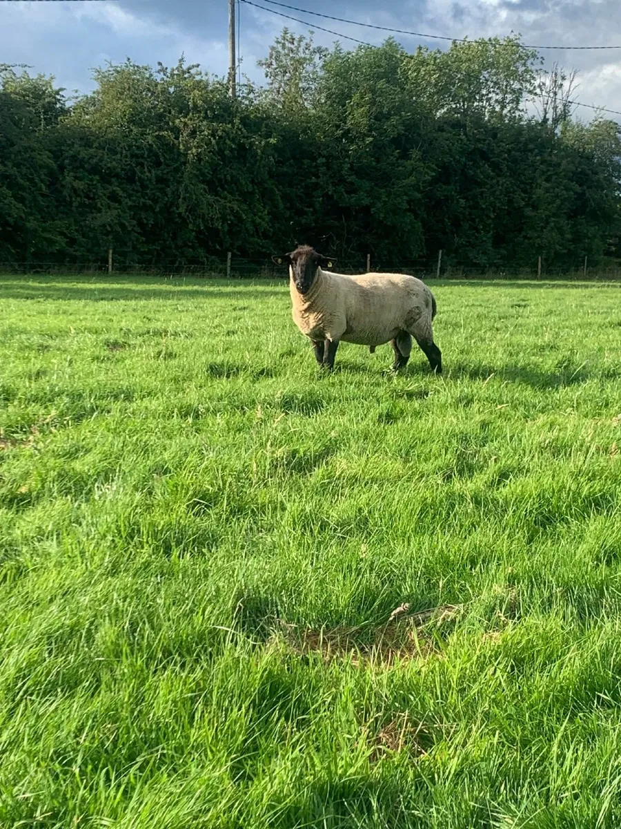 Suffolk Ram - Image 1