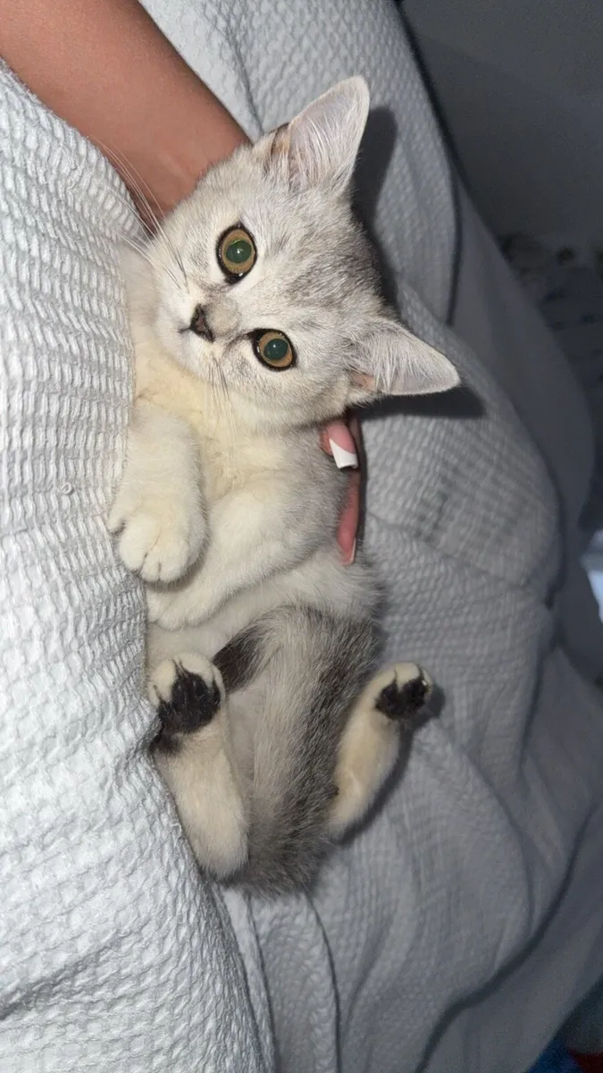 GCCFI Registered British Short Hair kittens - Image 1