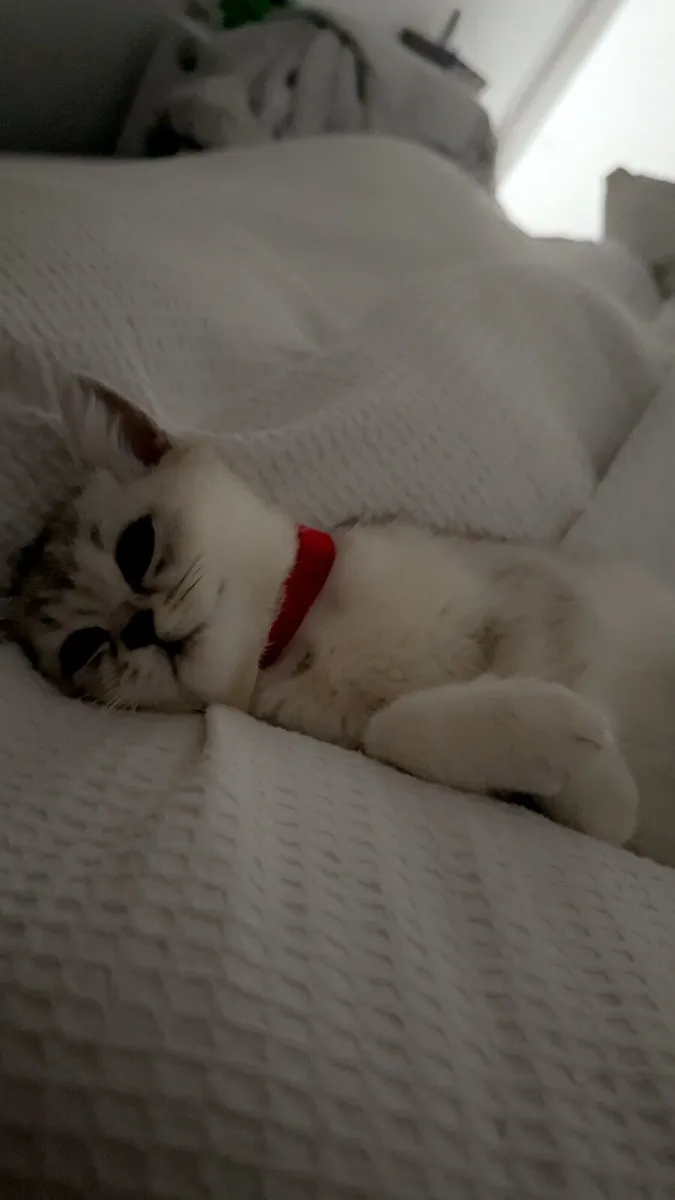 GCCFI Registered British Short Hair kittens - Image 3