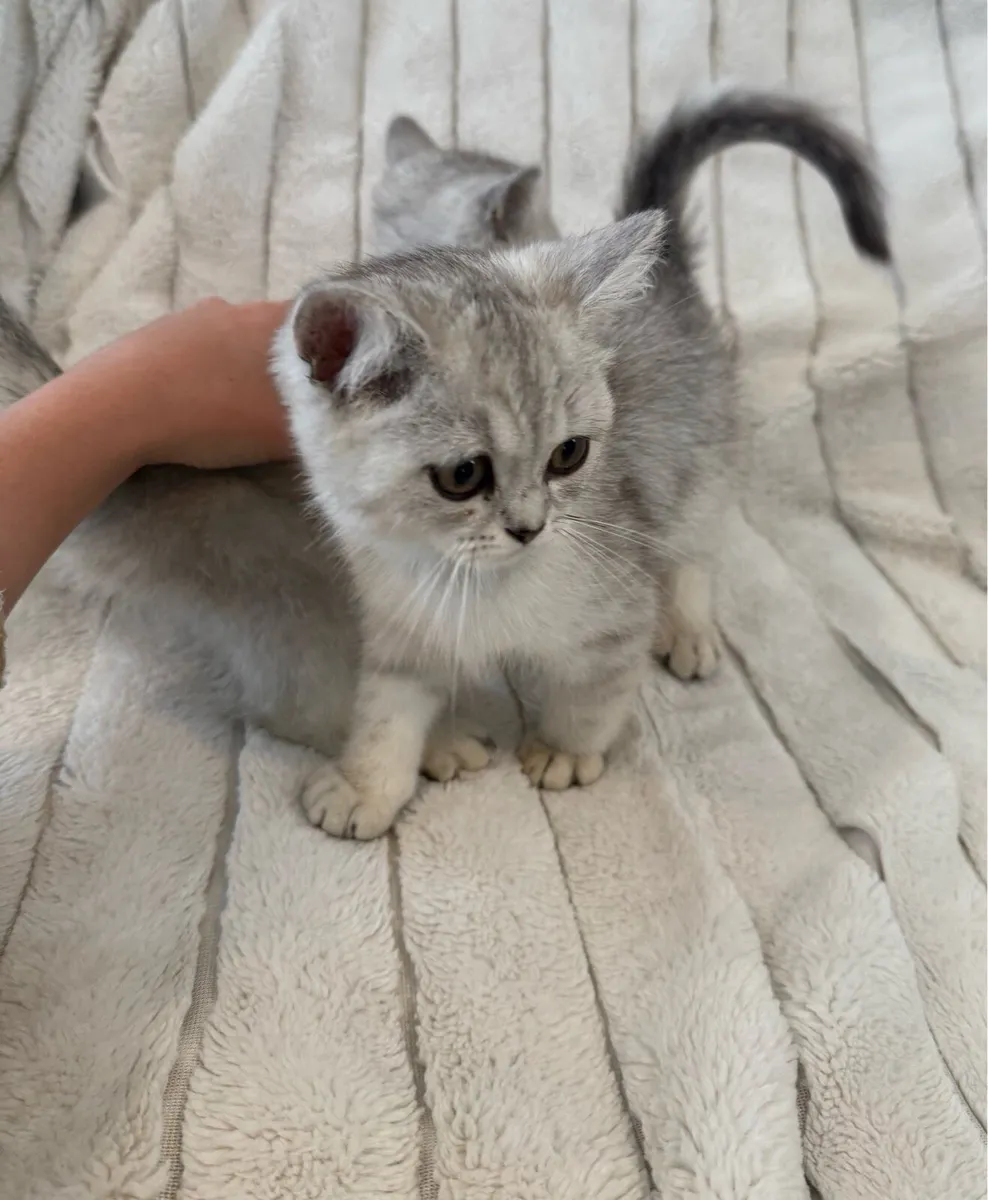GCCFI Registered British Short Hair kittens - Image 4
