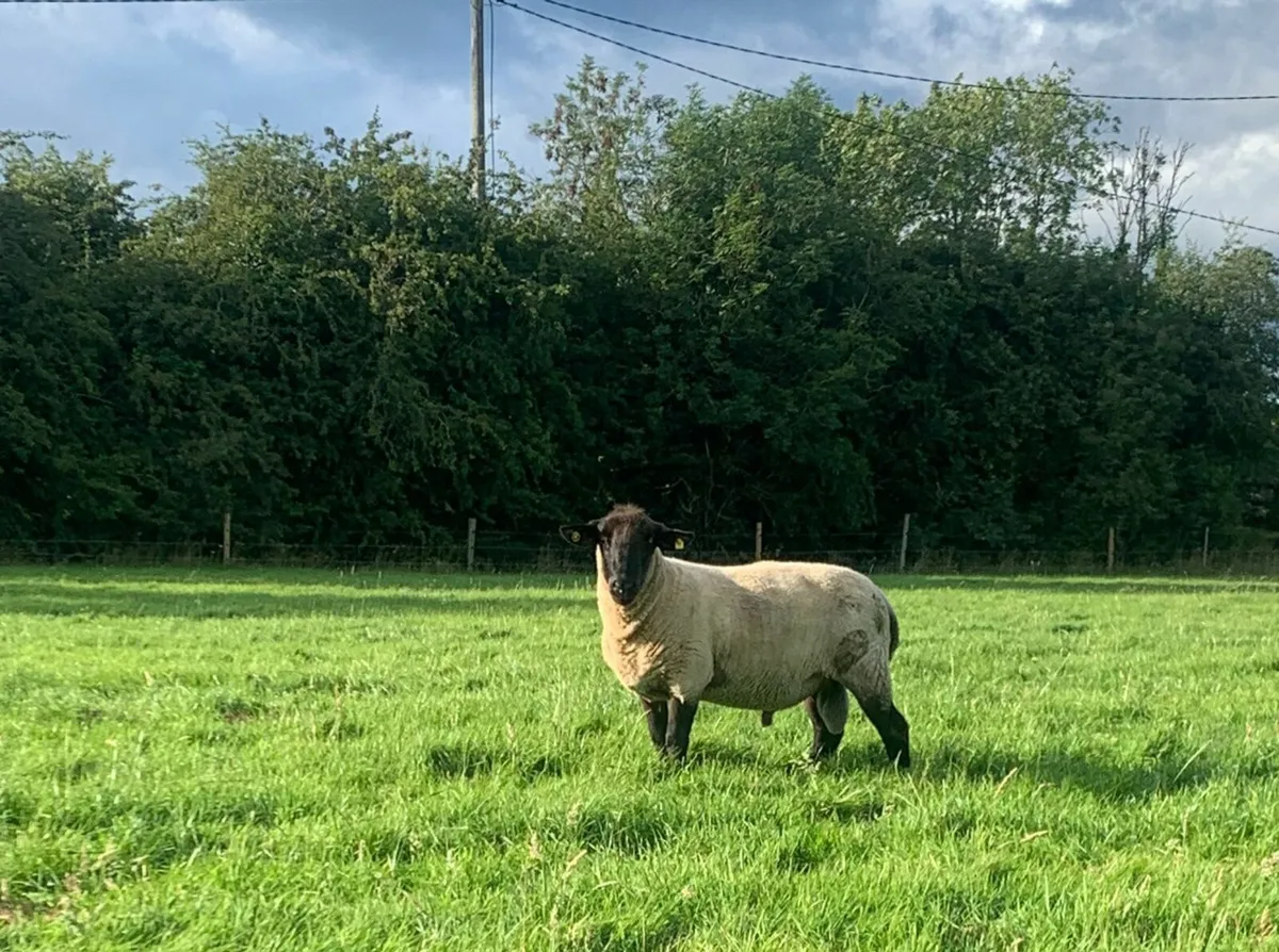 Suffolk Ram - Image 2