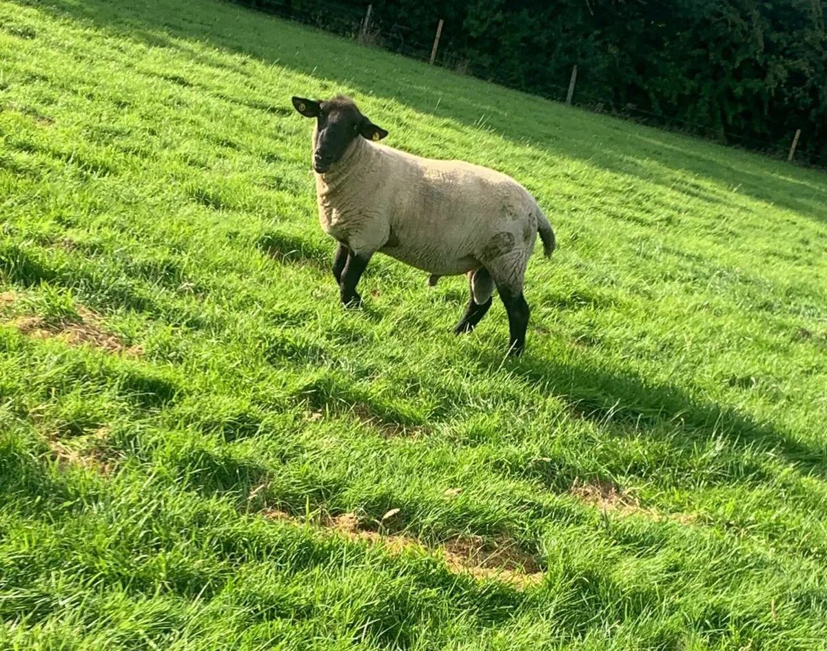 Suffolk Ram - Image 3