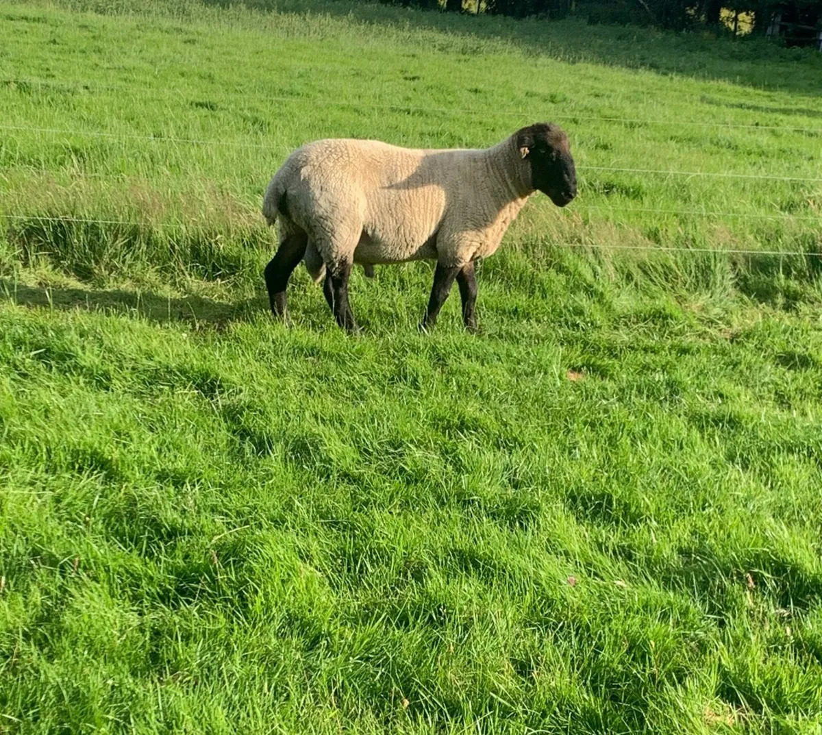 Suffolk Ram - Image 4