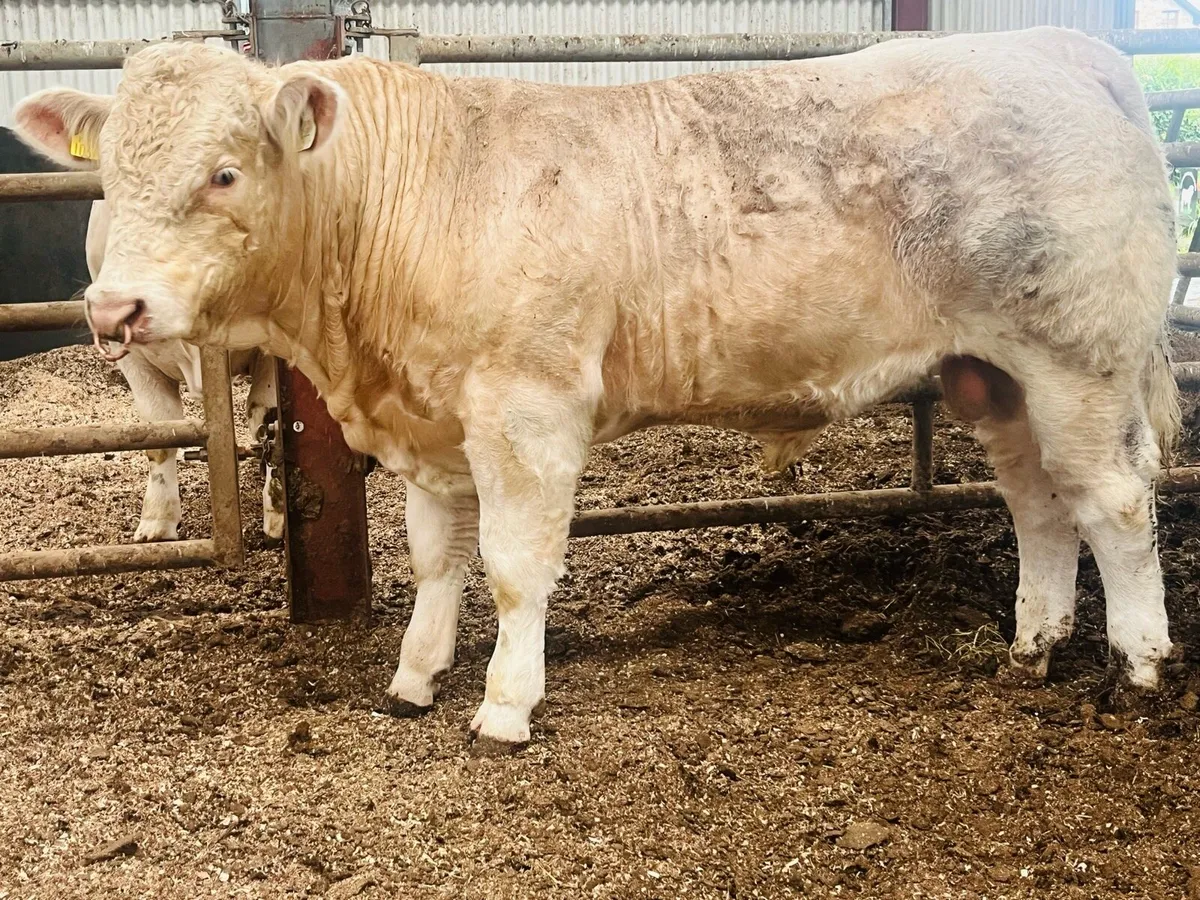 Pedigree Charolais Bull - 5 star - Image 1