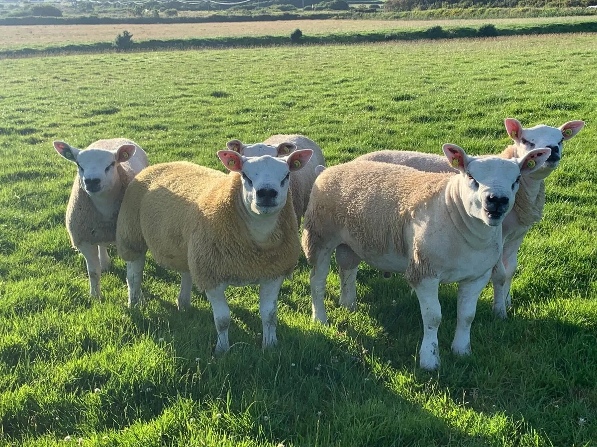 SIS PBR TEXEL RAM & EWE LAMBS - Image 1