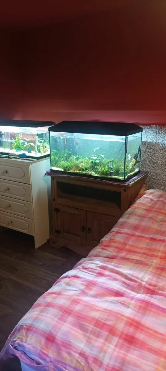 Fishtank - Image 3