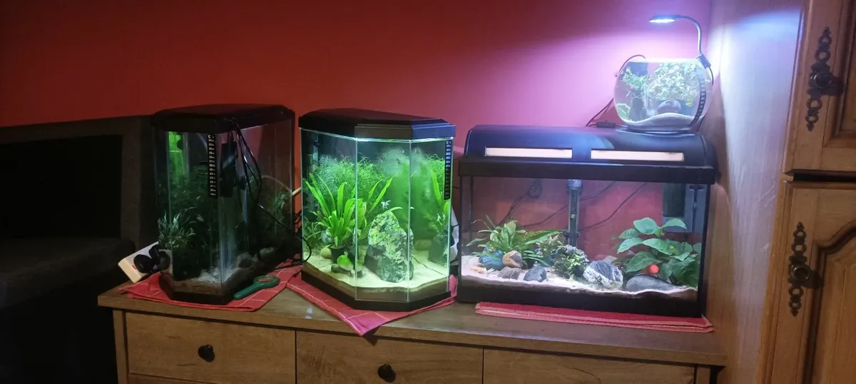 Fishtank - Image 1