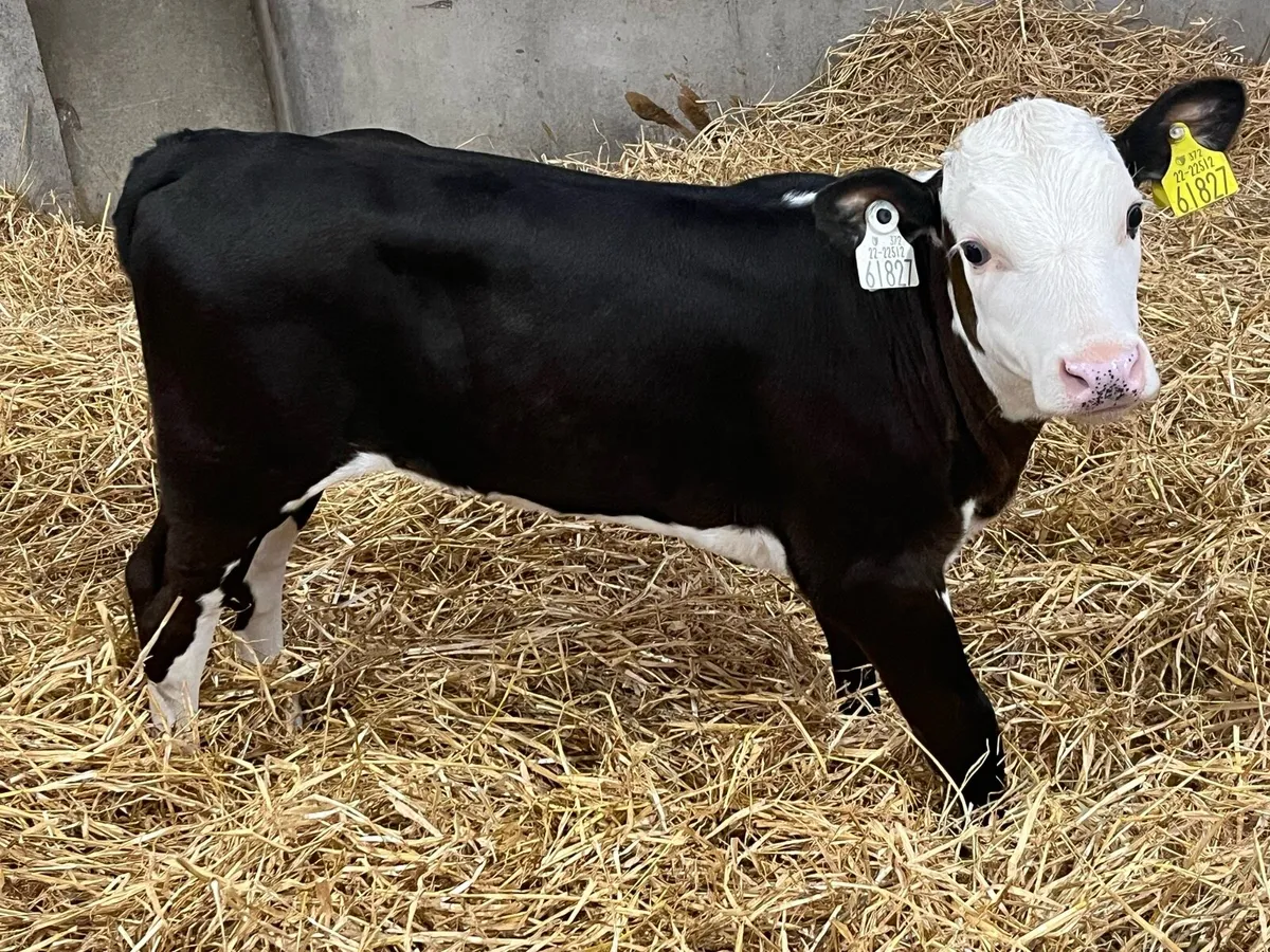 Calves For Sale - Image 1