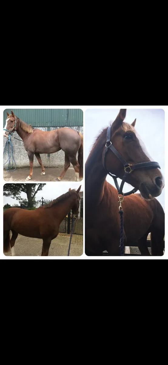 Horse broodmare for sale 15.3hh