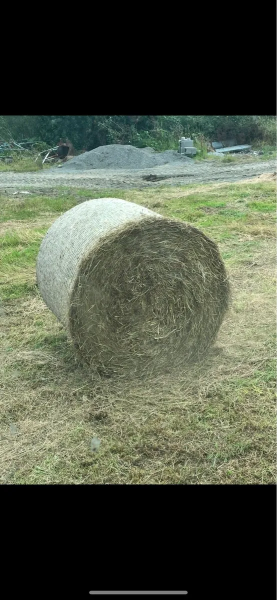 Hay