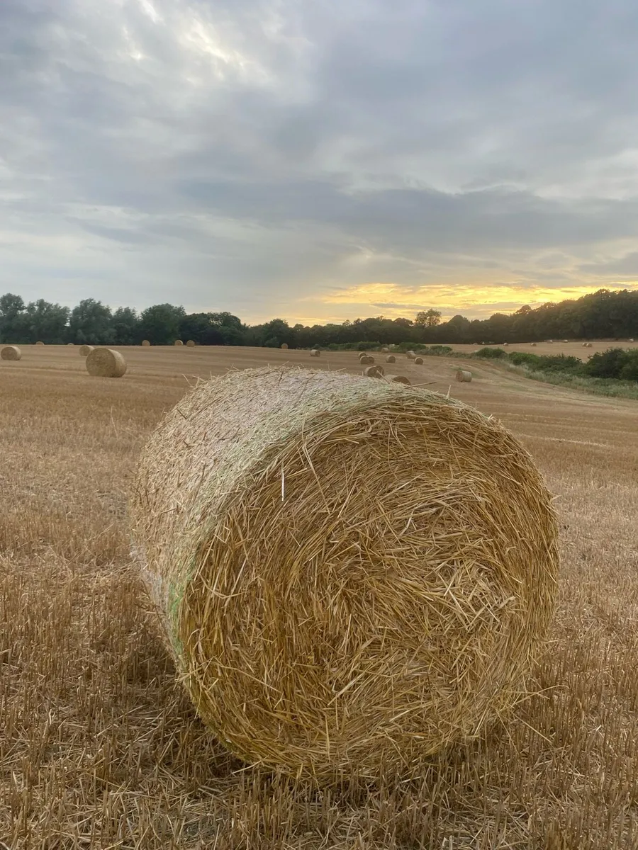 Barley Straw Bales - Image 1