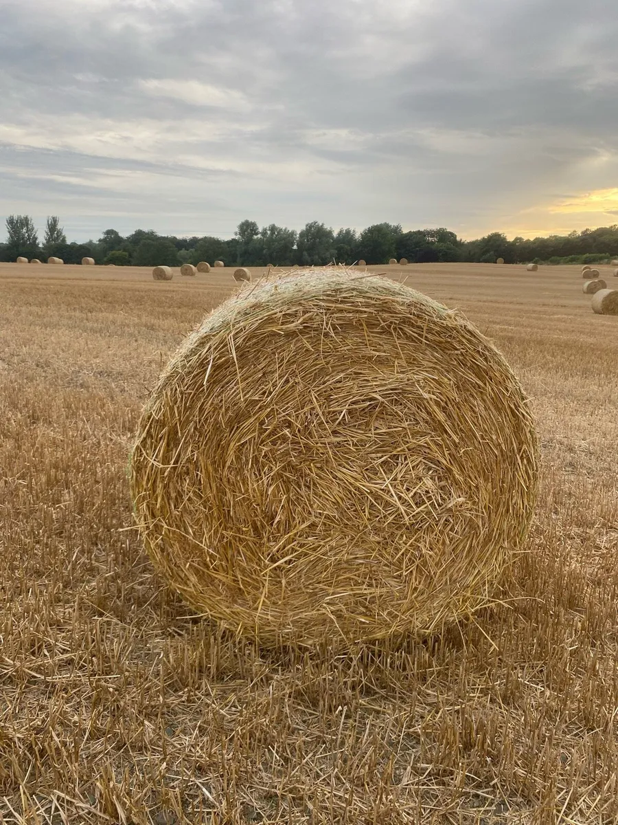 Barley Straw Bales - Image 2