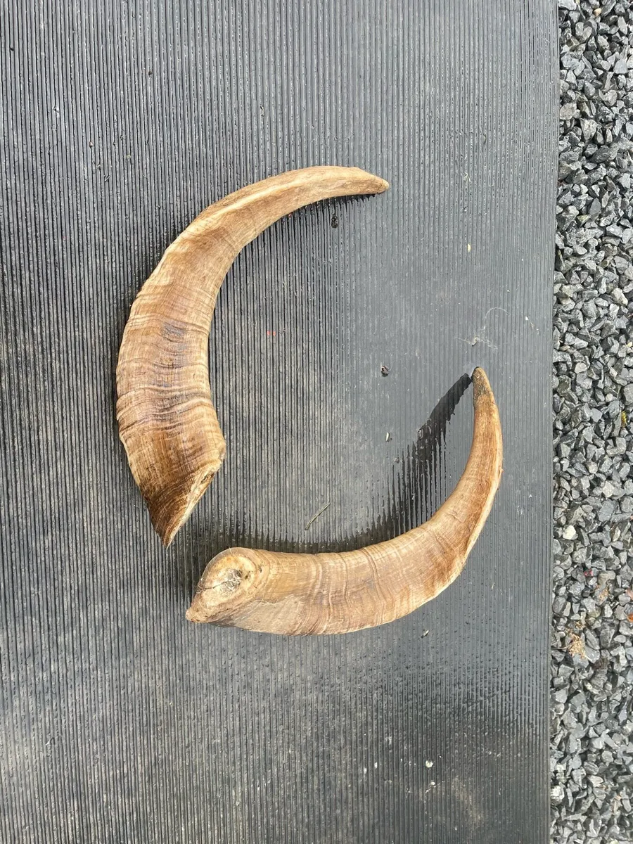 Horns - Image 1
