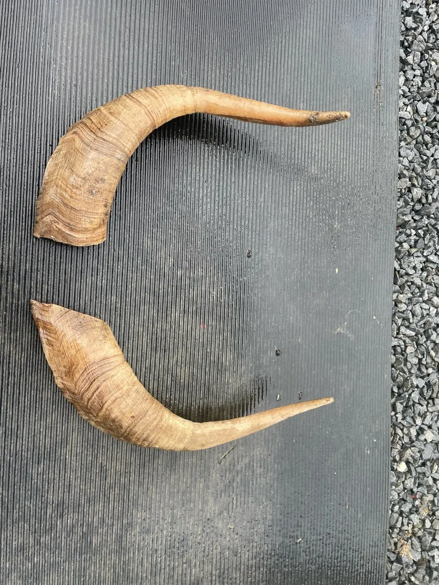 Horns - Image 2