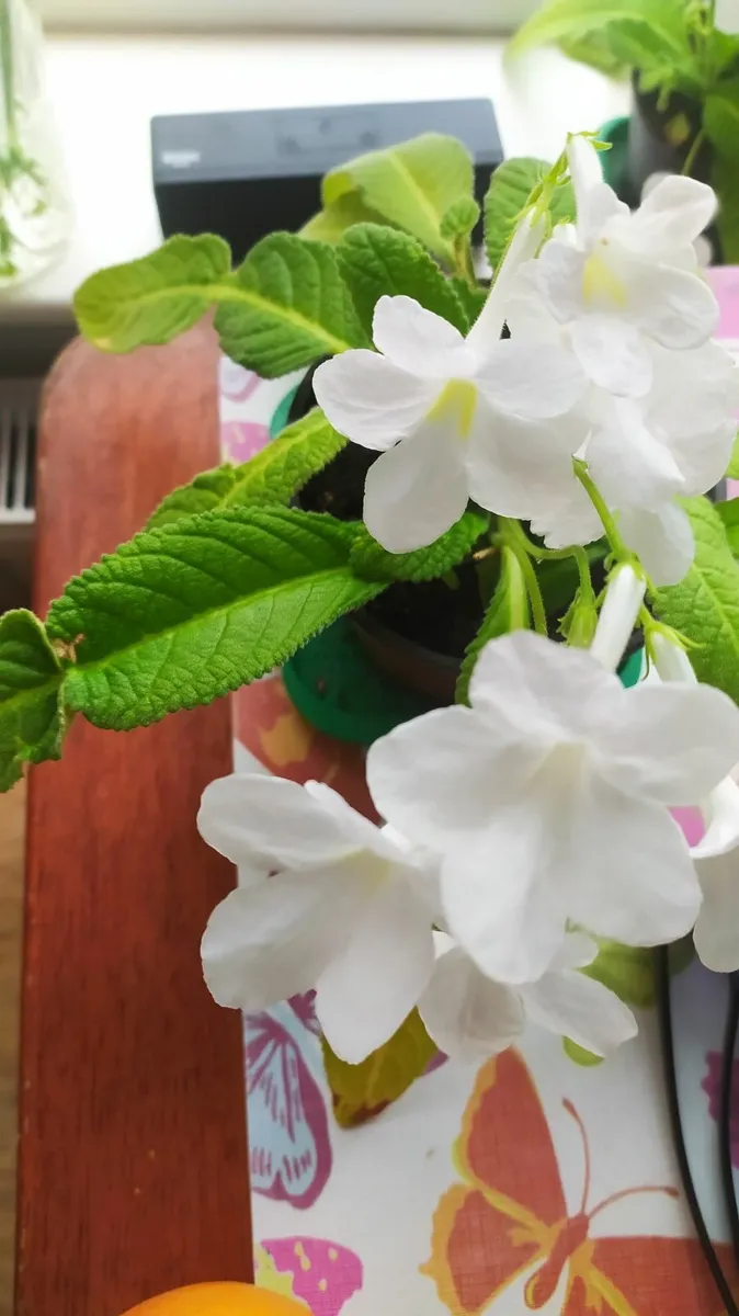 Flower - Image 1