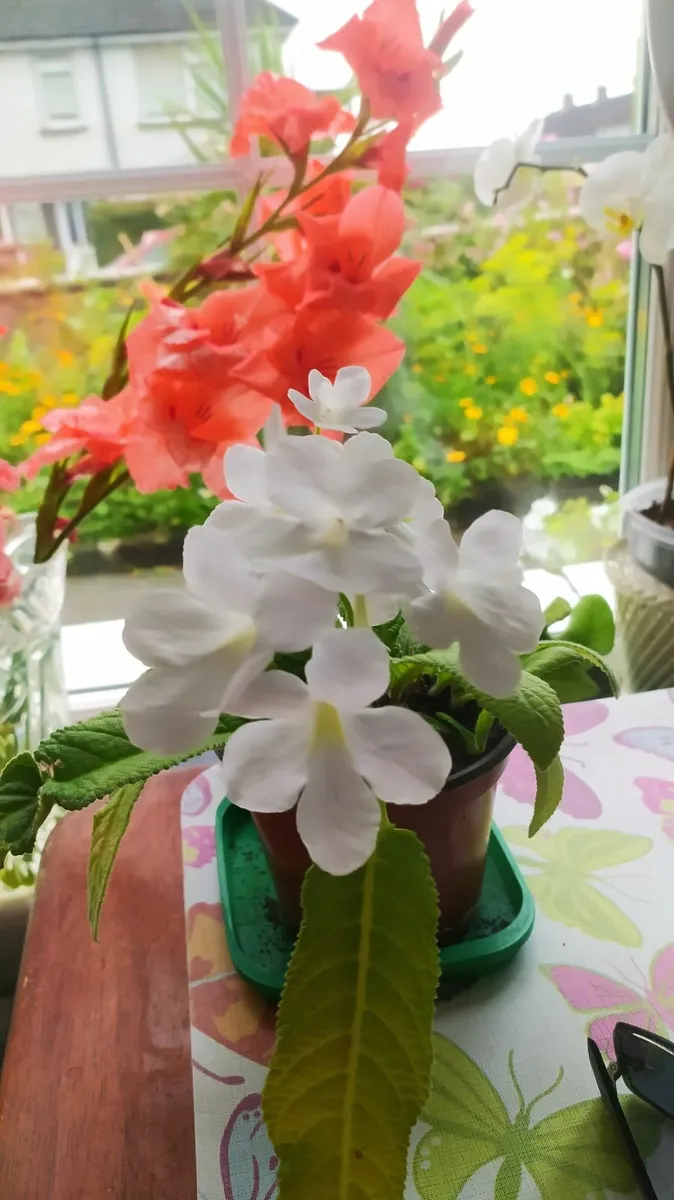 Flower - Image 2