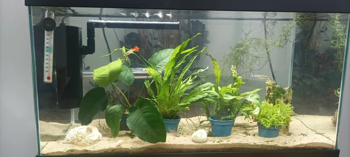 Fishtank - Image 2
