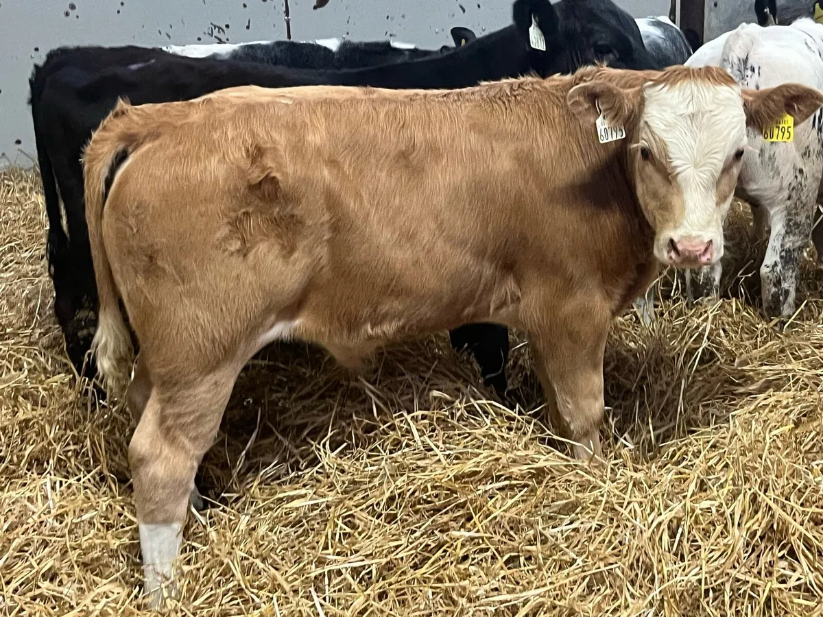 Serious U Grade Bull Weanlings - Image 1