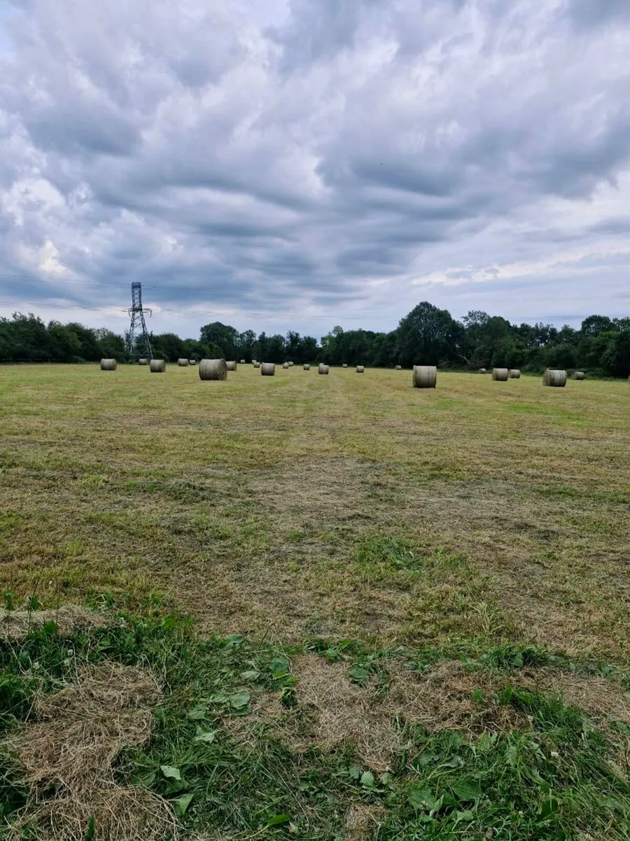 Hay - Image 1
