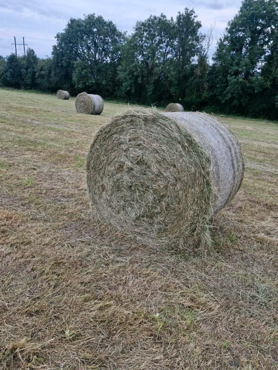 Hay - Image 2