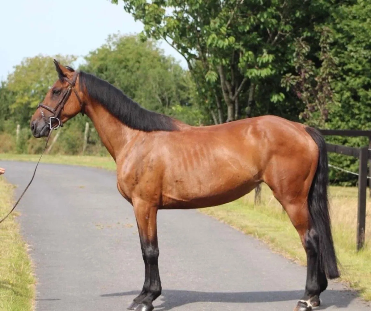 Fun amateur/Yr horse