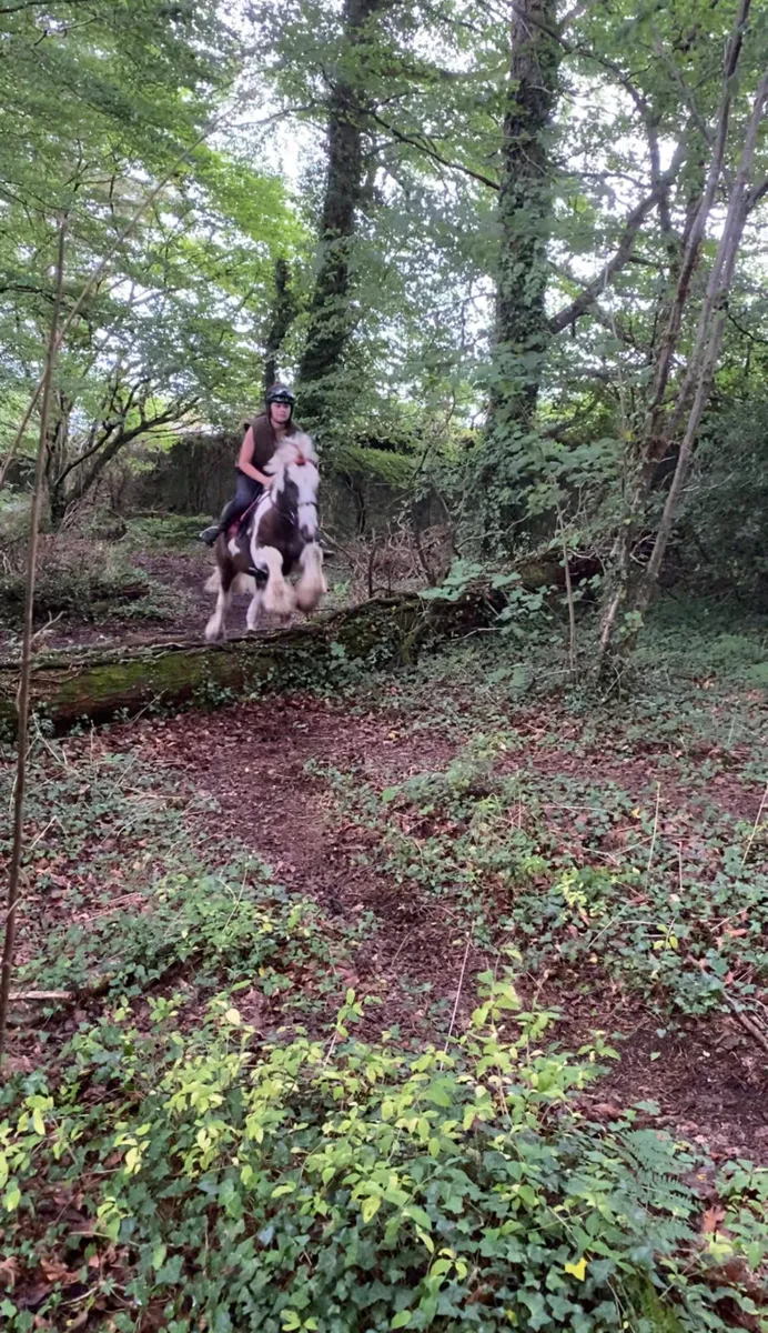 14.2hh cob - Image 1