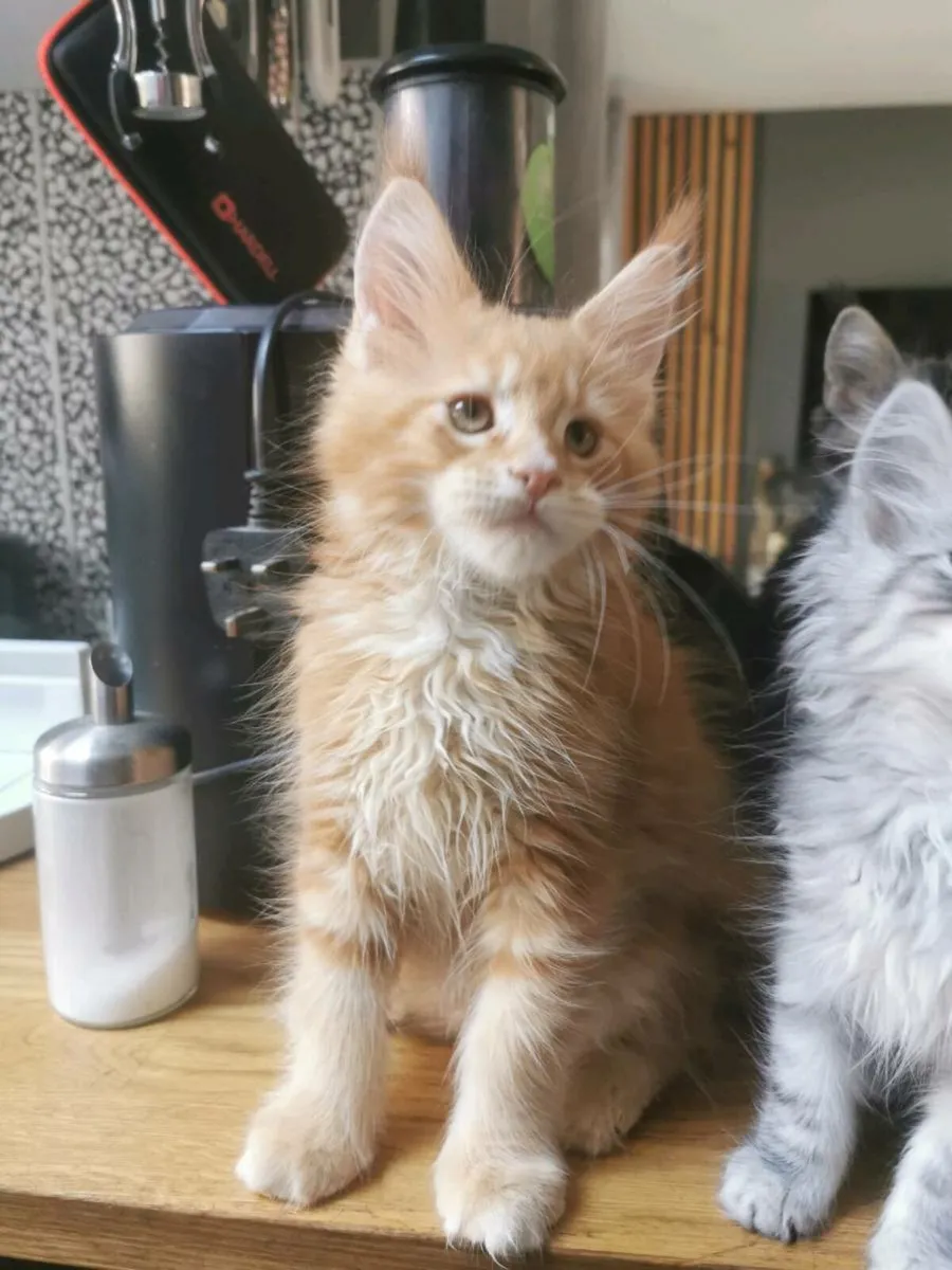 TICA Registered maine coon kittens - Image 3