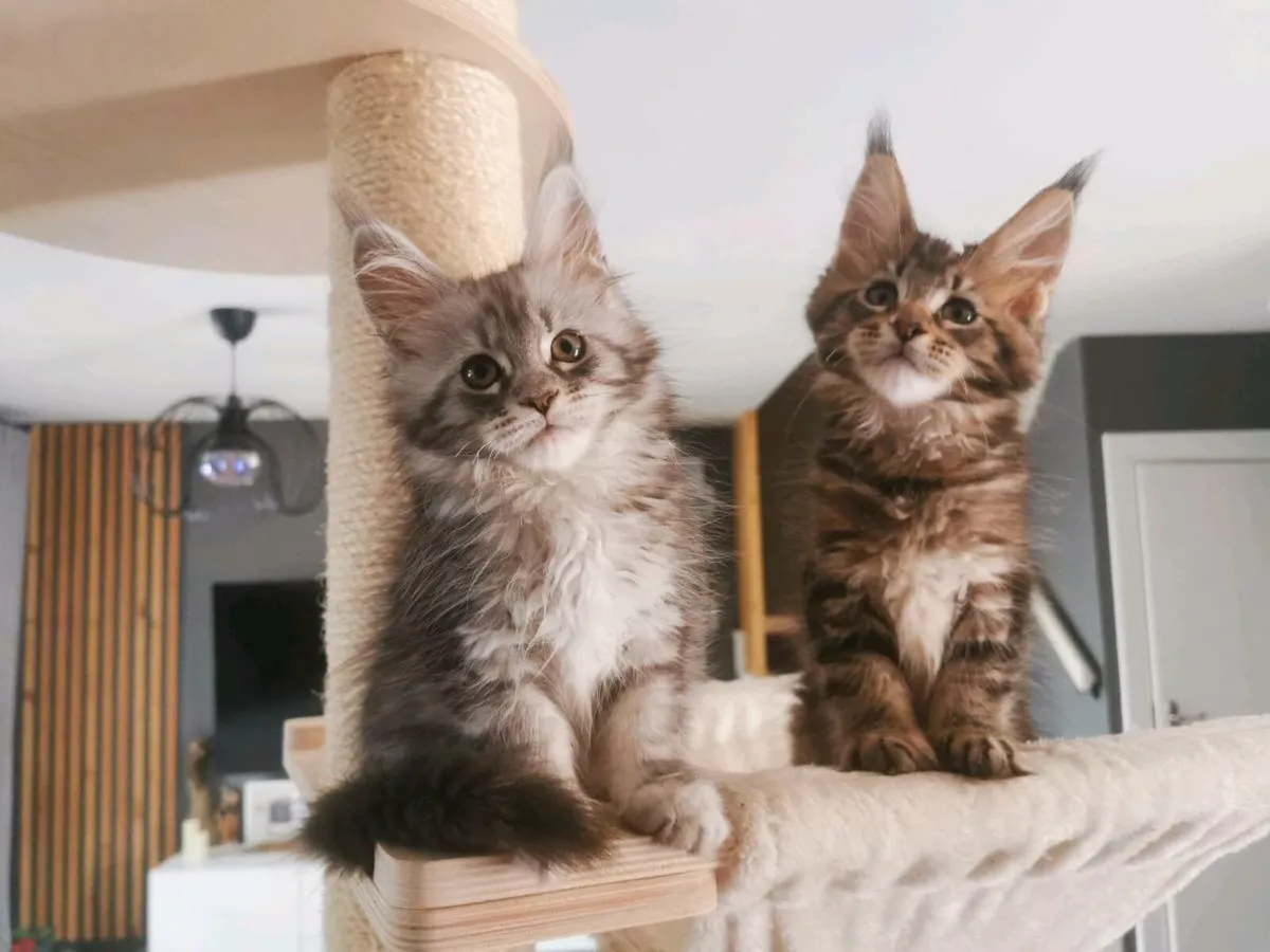 TICA Registered maine coon kittens - Image 1